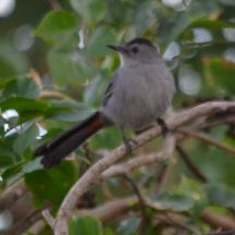 gray catbird.1808 homestead