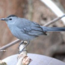 gray catbird.1811 homestead