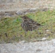 red-throated pipit.1801 chania