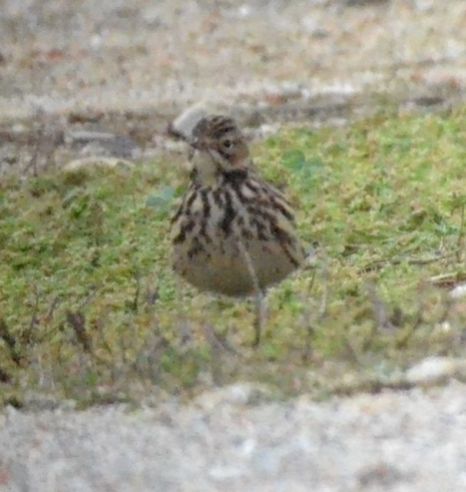 red-throated pipit.1802 chania