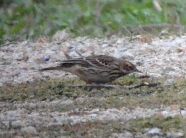 red-throated pipit.1810 chania