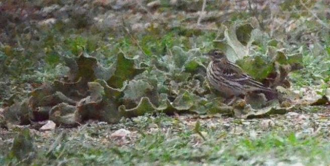Red-throated Pipit (all images)