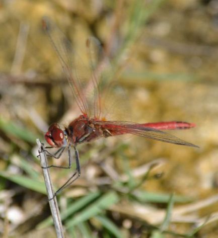 Red-veined Darter (male top 4 images)