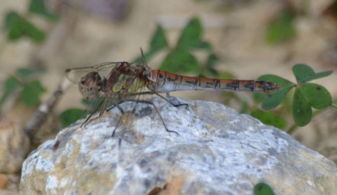 Over mature male Red-veined Darter at Stalos