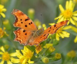 Southern Comma (female)