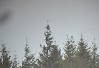 White-tailed Eagle (juv)