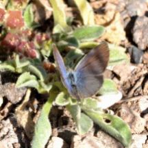 African Grass Blue (all pictures)