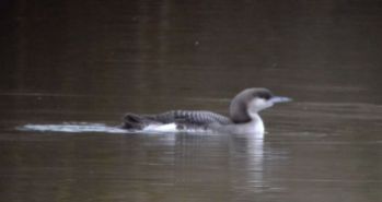 Today's juvenile Black-throated Diver
