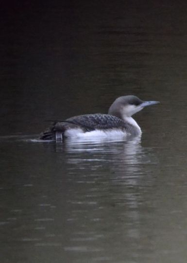 Black-throated Diver (juv - all pictures)