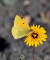 Clouded Yellow (all pictures)
