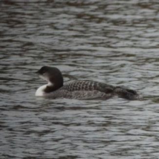 Great Northern Diver (juv - all pictures)