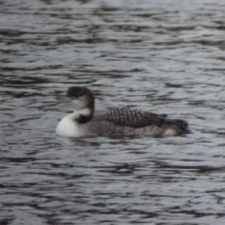 great northern diver.1802 beale park
