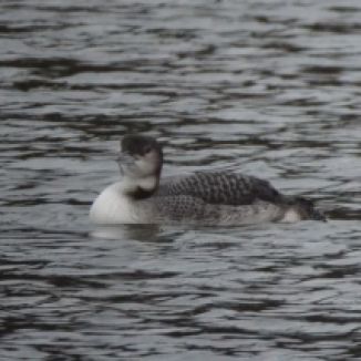 great northern diver.1803 beale park