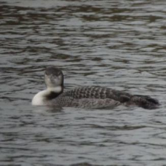 great northern diver.1804 beale park