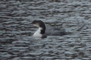 Great Northern Diver (juv)