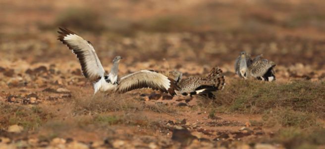 Houbara Bustards on Tindaya Plain © and courtesy of Lars Theng (all pictures)