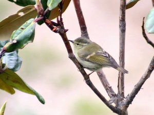 hume's warbler.01