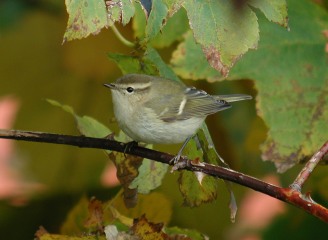 Hume's Leaf Warbler © rights of owner reserved