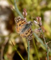 Painted Lady (all pictures)