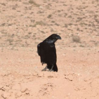 North African Raven on Tindaya plain