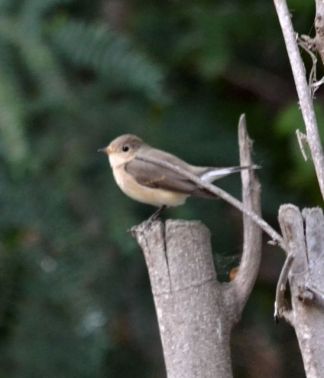 Red-breasted Flycatcher (1w - both images)