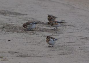 Snow Buntings (both pictures)