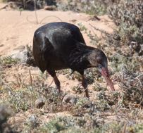 bald ibis.1912 tamri
