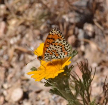 Spotted Fritillary (all pictures)