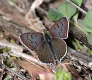 Sooty Copper (male)