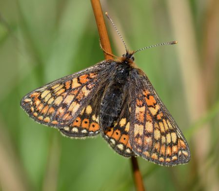 Marsh Fritillary (all pictures)