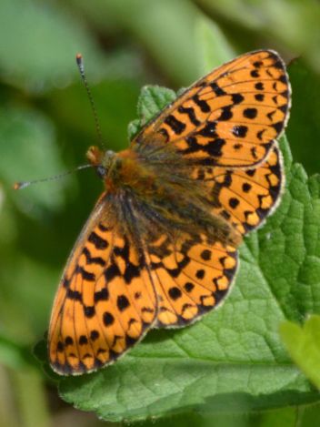 Pearl-bordered Fritillary (all pictures)