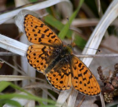 Pearl-bordered Fritillary (both pictures)