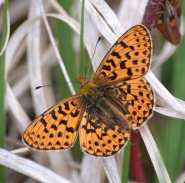 pearl-bordered fritillary.1913_01 new forest