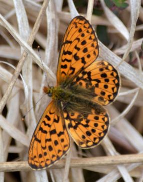 pearl-bordered fritillary.1914 new forest