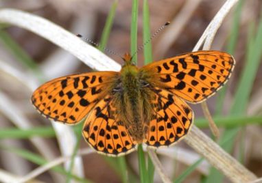 pearl-bordered fritillary.1915_01 new forest