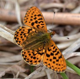 pearl-bordered fritillary.1916_01 new forest