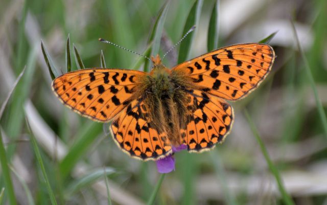 pearl-bordered fritillary.1919_01 new forest