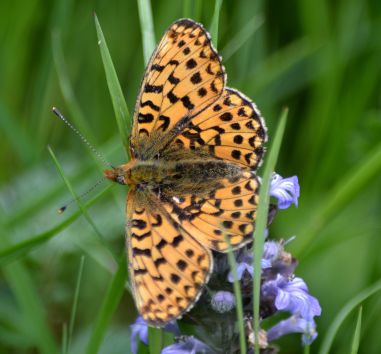 pearl-bordered fritillary.1922 wyre forest