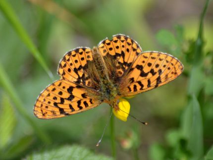 pearl-bordered fritillary.1923 wyre forest