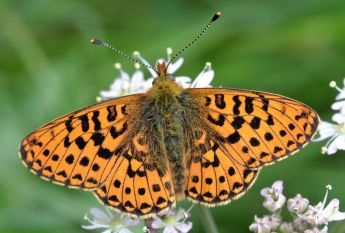 pearl-bordered fritillary.1924 wyre forest