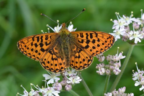 pearl-bordered fritillary.1926 wyre forest