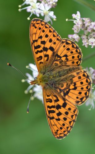 pearl-bordered fritillary.1928 wyre forest