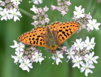 pearl-bordered fritillary.1929 wyre forest