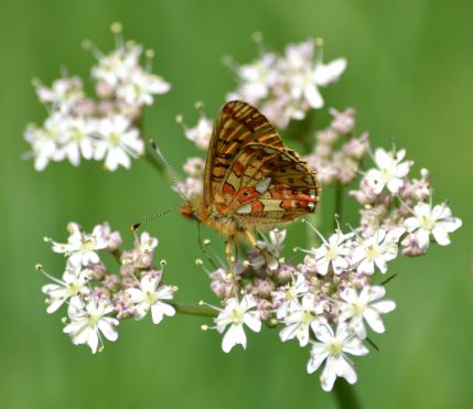 pearl-bordered fritillary.1931 wyre forest