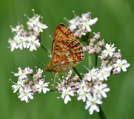 pearl-bordered fritillary.1936 wyre forest