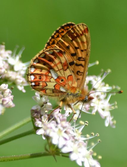 pearl-bordered fritillary.1938 wyre forest