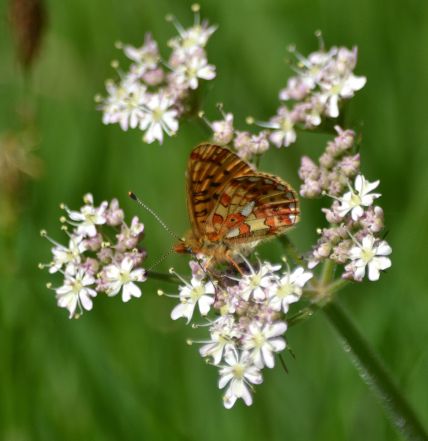 pearl-bordered fritillary.1940 wyre forest