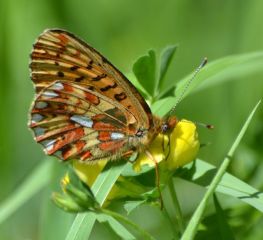 pearl-bordered fritillary.1942_01 wyre forest