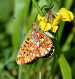 pearl-bordered fritillary.1944 wyre forest