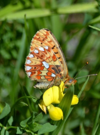 Pearl-bordered Fritillary (all pictures)